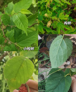 构树和桑树怎么区分