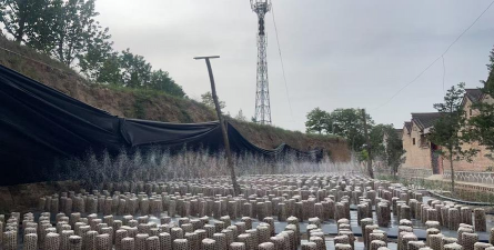 小众送妈妈的花有哪些花