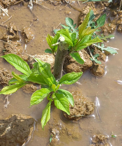 小众送妈妈的花有哪些花