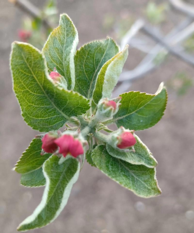 红富士苹果可以自花授粉吗