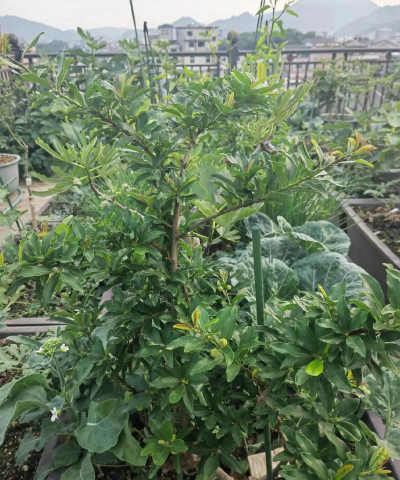 小众送妈妈的花有哪些花