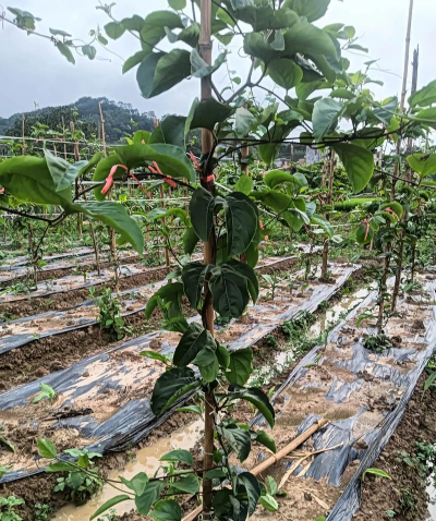小众送妈妈的花有哪些花