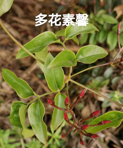 小众送妈妈的花有哪些花