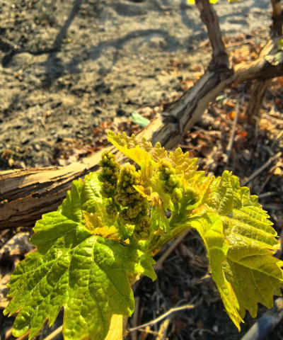 小众送妈妈的花有哪些花