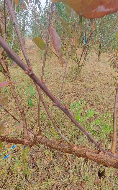 小众送妈妈的花有哪些花