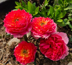 盆栽月季可以淋雨吗，月季淋雨的四大好处