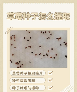 草莓上面的籽可以种吗