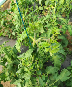 小众送妈妈的花有哪些花