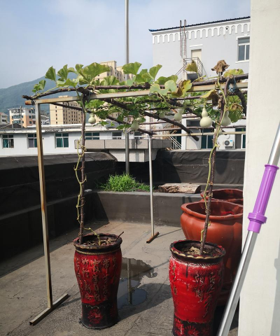 小众送妈妈的花有哪些花