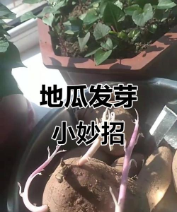 小众送妈妈的花有哪些花