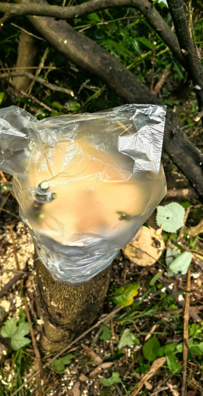 小众送妈妈的花有哪些花