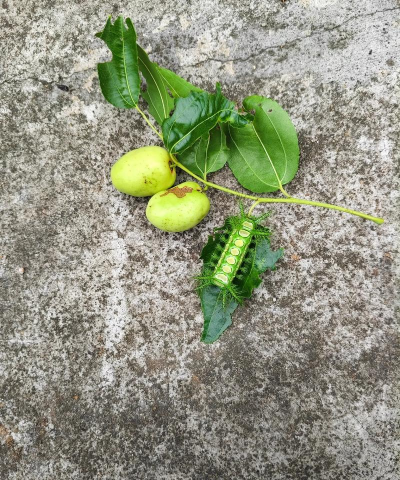 小众送妈妈的花有哪些花