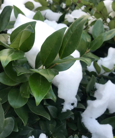 小众送妈妈的花有哪些花