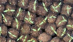 小众送妈妈的花有哪些花