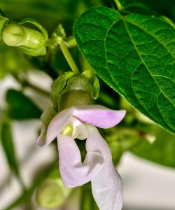 小众送妈妈的花有哪些花