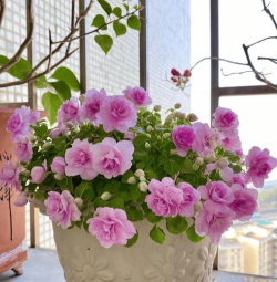 不用晒太阳的花 不用晒太阳的花