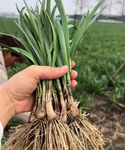 小众送妈妈的花有哪些花