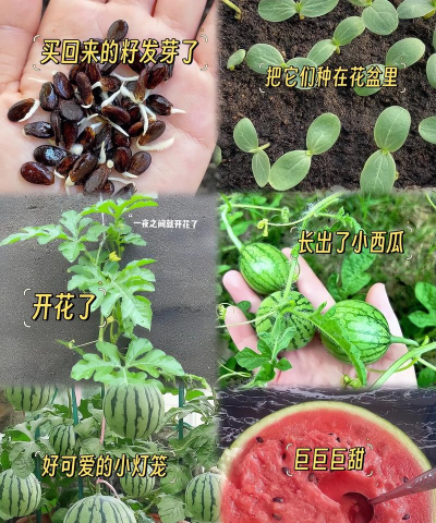 小众送妈妈的花有哪些花