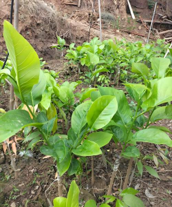 小众送妈妈的花有哪些花