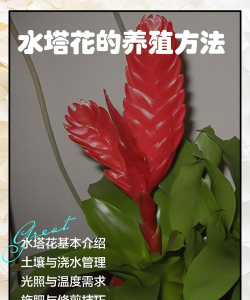 小众送妈妈的花有哪些花