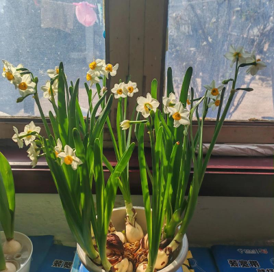 小众送妈妈的花有哪些花