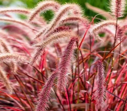 小众送妈妈的花有哪些花