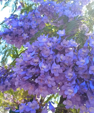 小众送妈妈的花有哪些花