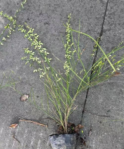 小众送妈妈的花有哪些花