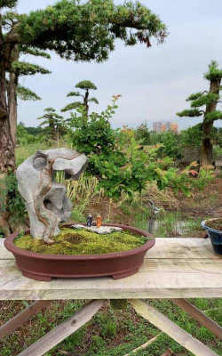 小众送妈妈的花有哪些花