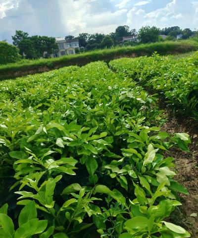 小众送妈妈的花有哪些花