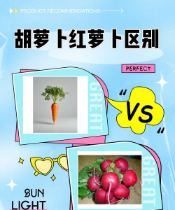 胡萝卜和红萝卜的区别