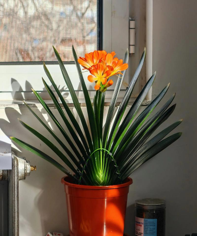 小众送妈妈的花有哪些花