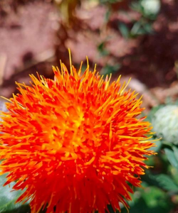 云南红土适合种什么花