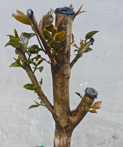 小众送妈妈的花有哪些花