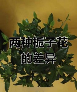 牡丹栀子与大花栀子的区别