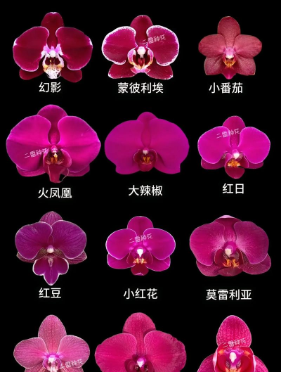 小众送妈妈的花有哪些花