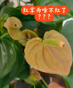 小众送妈妈的花有哪些花