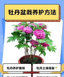 盆栽牡丹如何施肥好
