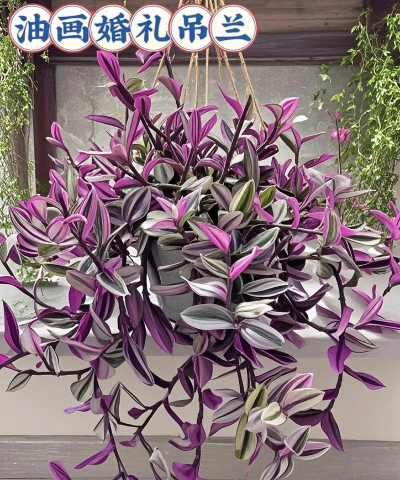 小众送妈妈的花有哪些花