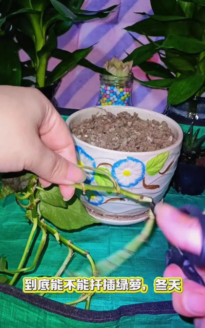 小众送妈妈的花有哪些花