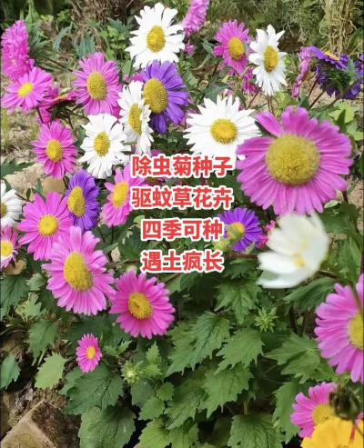 小众送妈妈的花有哪些花