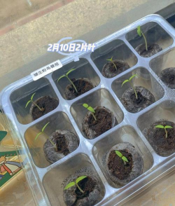 小众送妈妈的花有哪些花