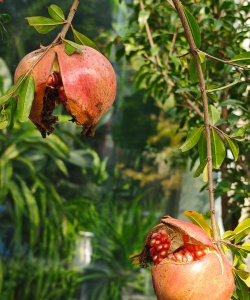 小众送妈妈的花有哪些花