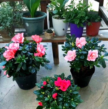 西洋杜鹃冬季养护