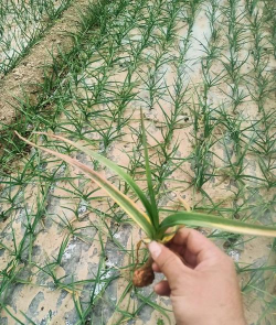 小众送妈妈的花有哪些花