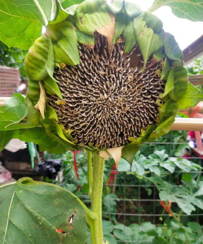 小众送妈妈的花有哪些花