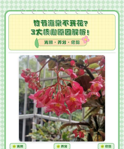 小众送妈妈的花有哪些花