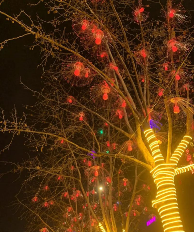 小众送妈妈的花有哪些花