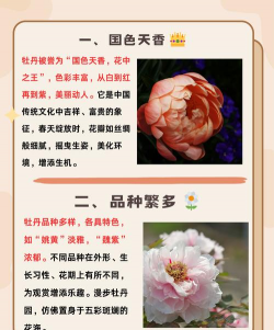 小众送妈妈的花有哪些花