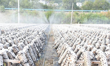 小众送妈妈的花有哪些花